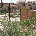 Early spring flowers in low maintenance desert garden | 2010 Xeriscape Award