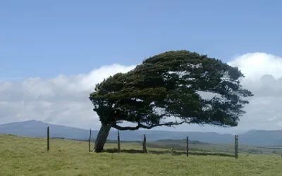 Staking Trees in Windy Areas