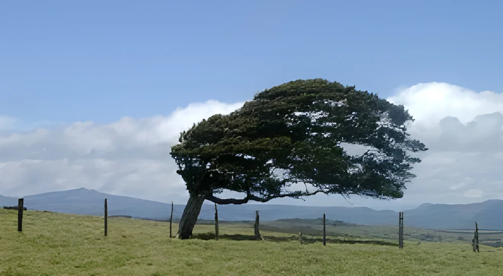 Staking Trees in Windy Areas Staking Trees in Windy Areas