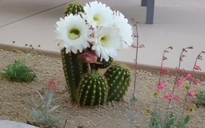 Tucson Springtime is in Full Bloom!