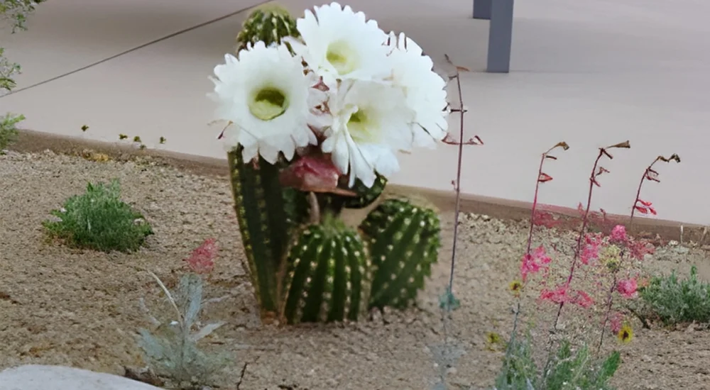 White Flowering Cactus Trichocereus hybrid ‘Big Bertha’