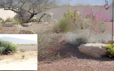 How To Deal With Desert Creatures