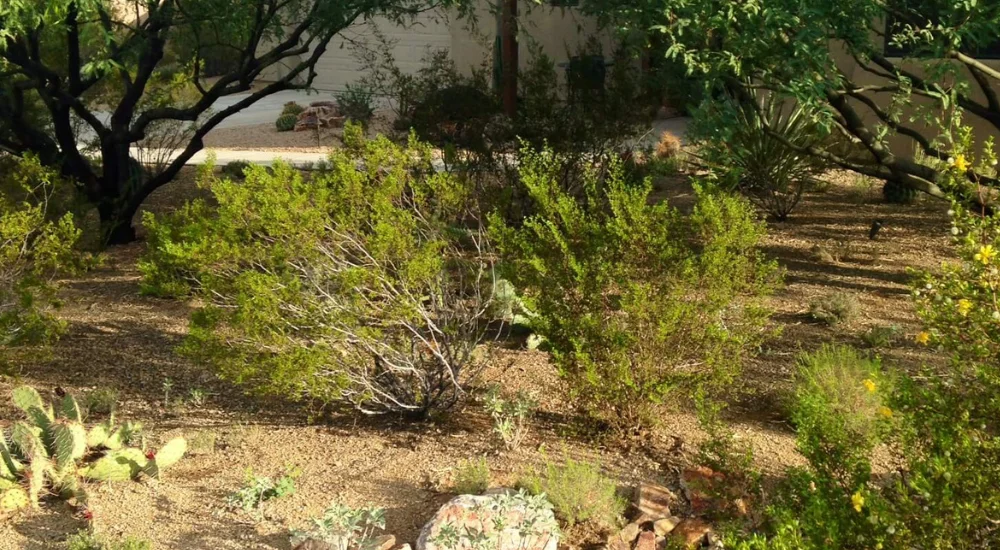 Native xeriscape garden under palo verde tree Native xeriscape garden under palo verde tree