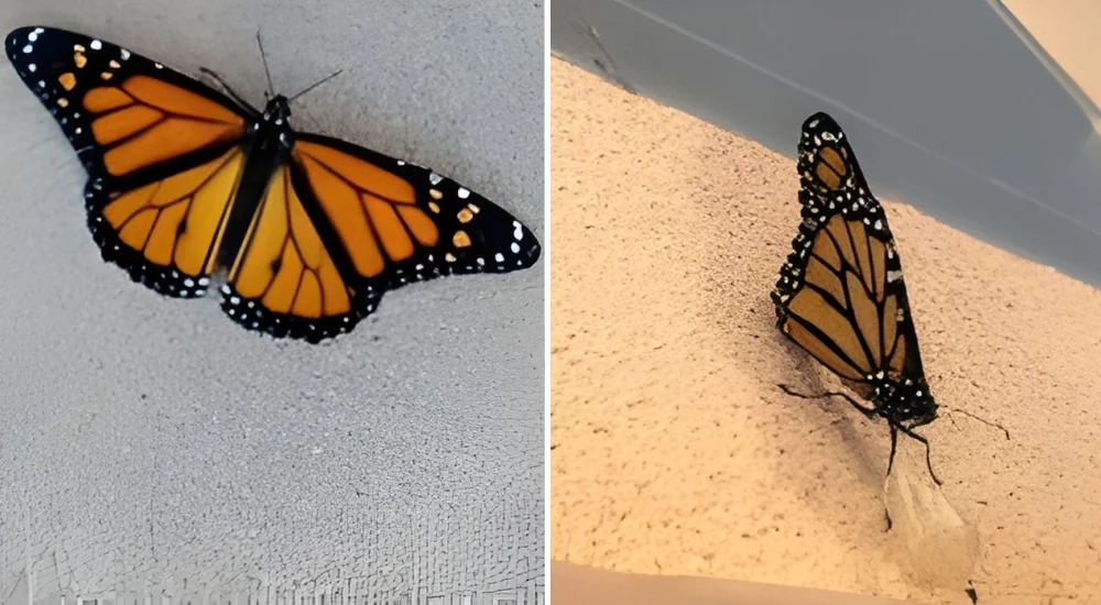 Butterflies