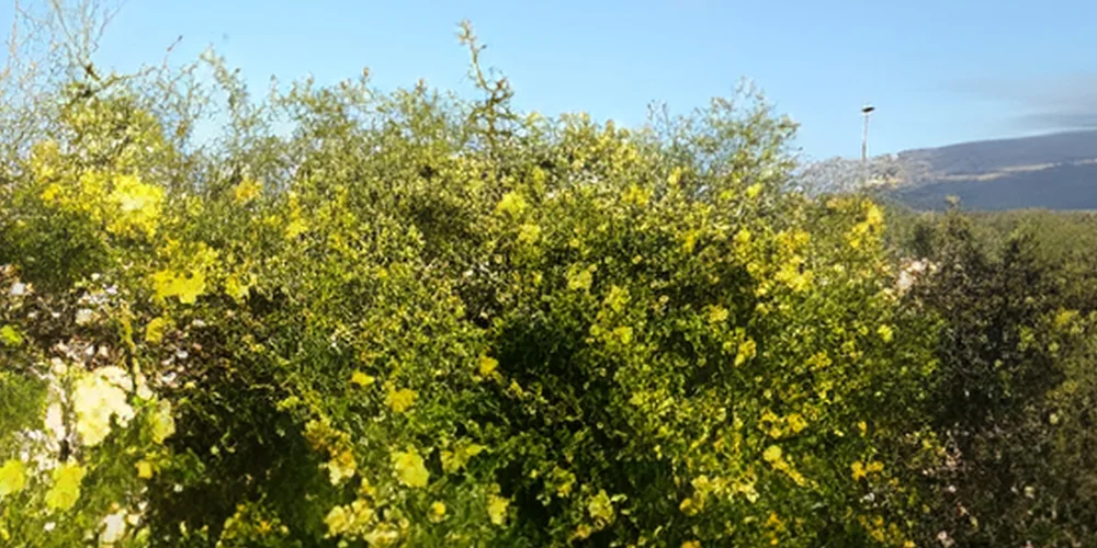 Yellow Flower Bush