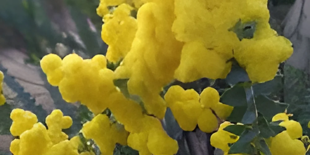Yellow Flower Close Up