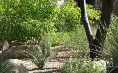 Sonoran Gardens’ Exclusive Custom Landscape Care & Service Technician