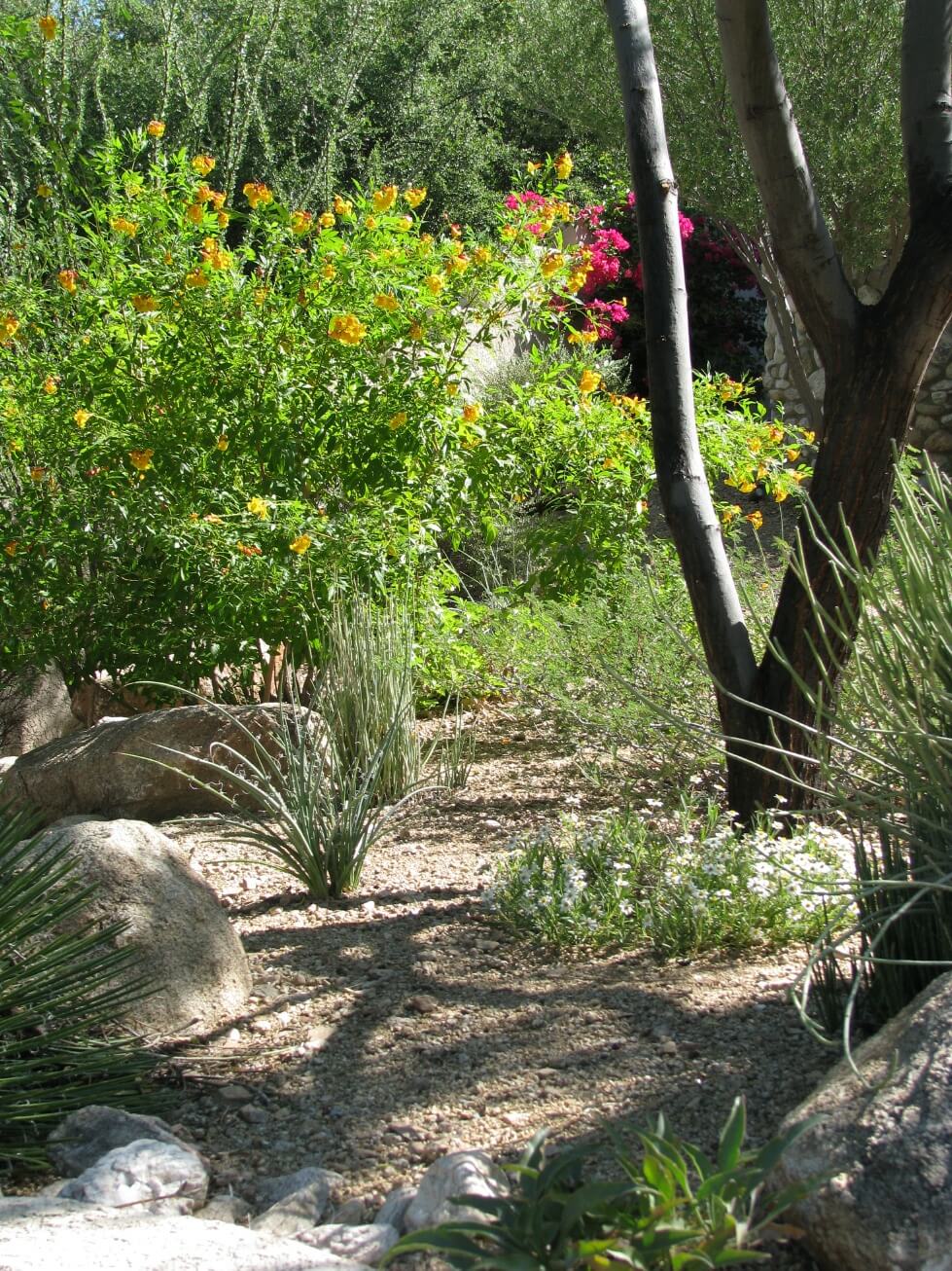 Shaded Tucson Xeriscape For Year Round Comfort