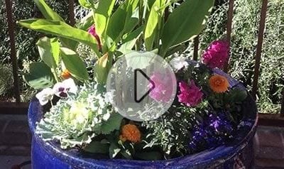 Watch our short video on how we do it, featuring our pot specialist Martha Ciaccio.