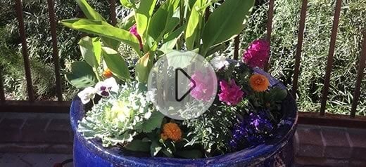 Watch Our Short Video On How We Do It, Featuring Our Pot Specialist Martha Ciaccio. Video Thumb