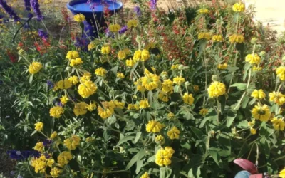 Best Garden in Tucson!