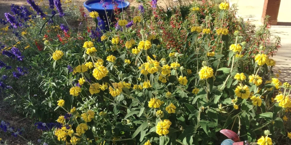 Bursting Backyard Blooms In Tucson Landscape