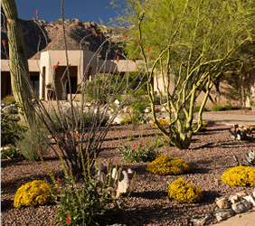 Landscape Design Ideas for Tucson