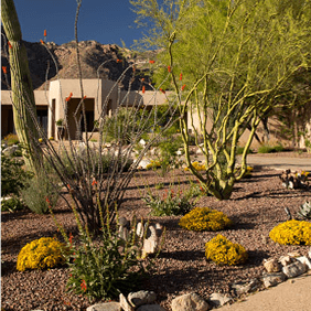 Desert Front Yard Landscaping With Native Tucson Plants