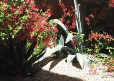 Close Up Of Tucson Ocotillo And Agave In Flower