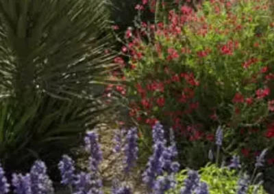 Close Up Of Blooming Tucson Wildflowers In Xeriscape Garden