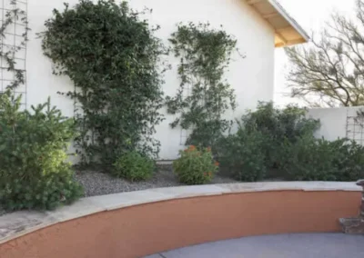 Curved Stucco Retaining Wall With Climbing Plants In Desert Garden