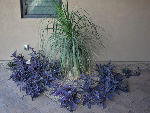 Desert Entry Planting