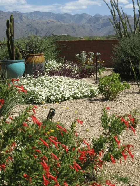 Desert-Flower-Garden