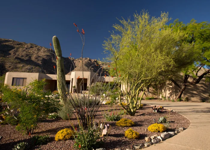 Desert Paver Pathway