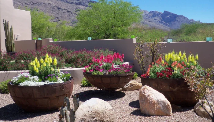 Desert container garden