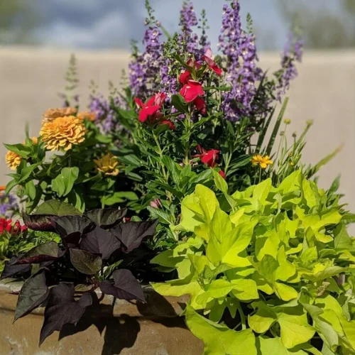 Flower Mix Pot Flower Mix Pot