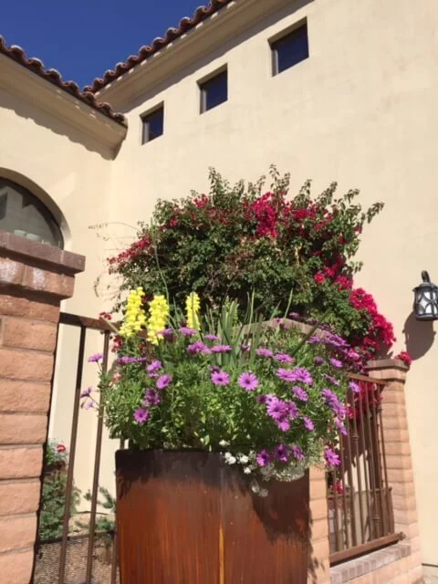 Patios Colorful flower pots in desert garden