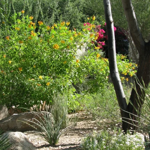 Custom Care Landscape Maintenance