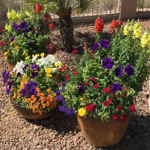 Tucson Flower Pots Bursting with Spring Color in a Desert Landscape Tucson Flower Pots Bursting with Spring Color in a Desert Landscape