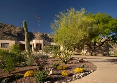 Large Ocotillo And Mesquite In Tucson Xeriscape