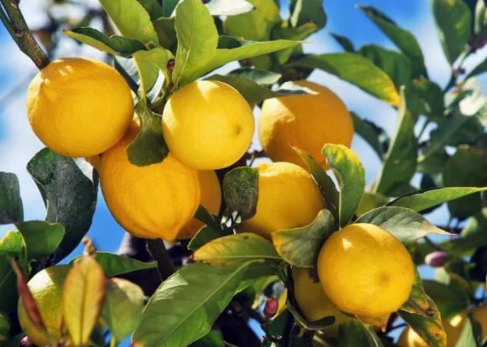 Lemons on Tree Lemons on Tree