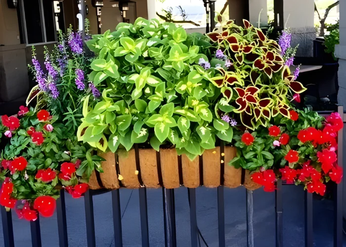 Mixed Patio Planters