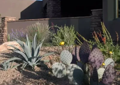 Prickly Pear And Agave Under Tree Canopy In Tucson Landscape