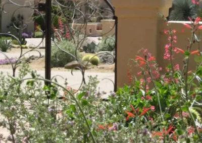 Rustic Iron Gate Leading Into A Tucson Courtyard With Blooming Desert Landscaping
