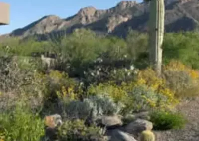 Saguaro In Rock Lined Slope In Tucson Desert Garden