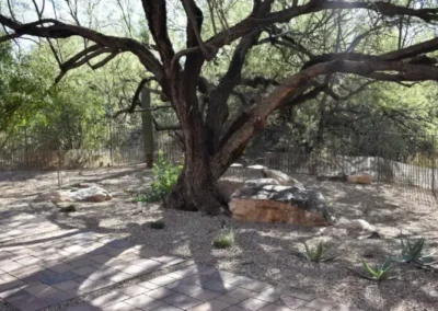 Shaded Tucson Backyard With A Mature Mesquite Tree, Gravel Mulch, Native Agave Plants, Boulders, And Paver Walkway