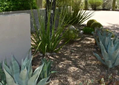 Southwestern Front Yard With Golden Barrel Cactus, Agave, Ocotillo, Prickly Pear, And Desert Trees Arranged In A Gravel Bed Near A Stucco Home In Tucson
