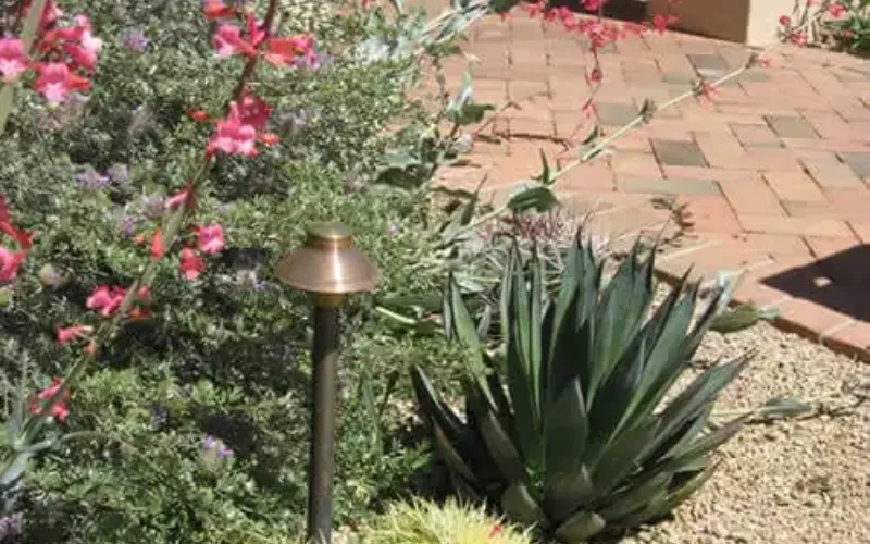 Tucson Desert Garden With Agave, Golden Barrel Cactus, And Flowering Plants
