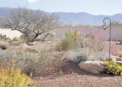 Tucson Wildflower Garden In Dry Desert Wash