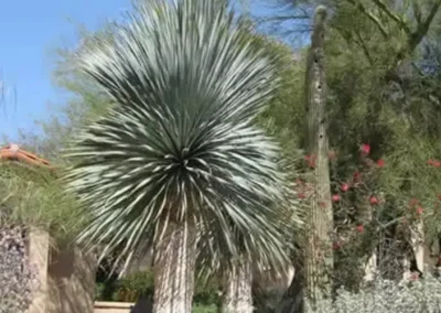 Tucson Xeriscape With Large Yucca And Flowering Underplantings