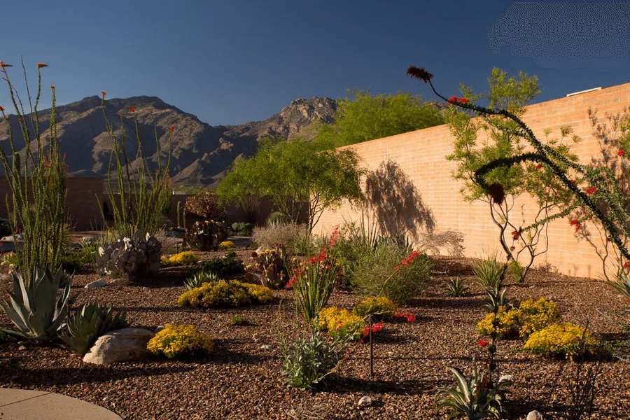 Backyard Pool Landscape