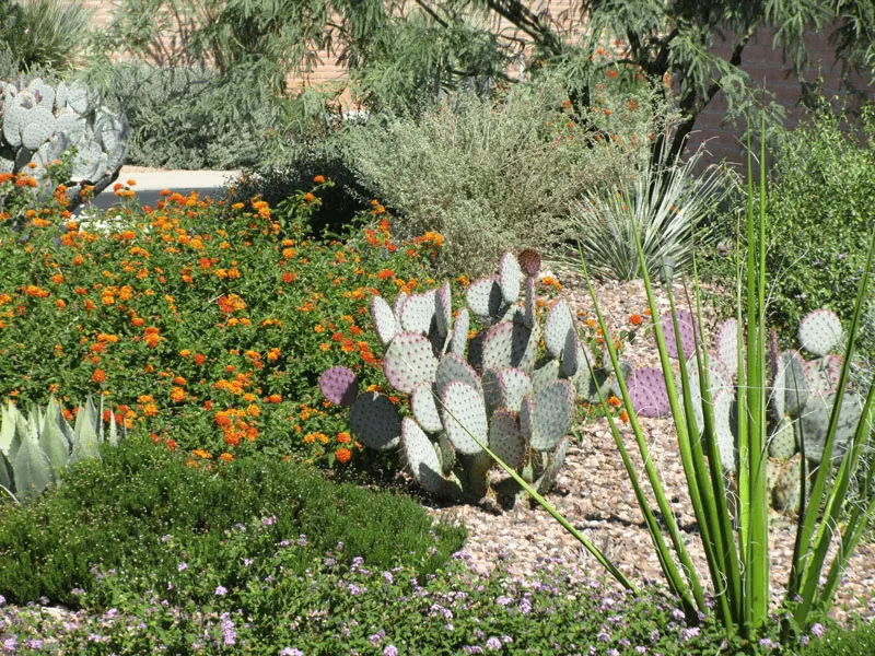Cactus Flower Garden