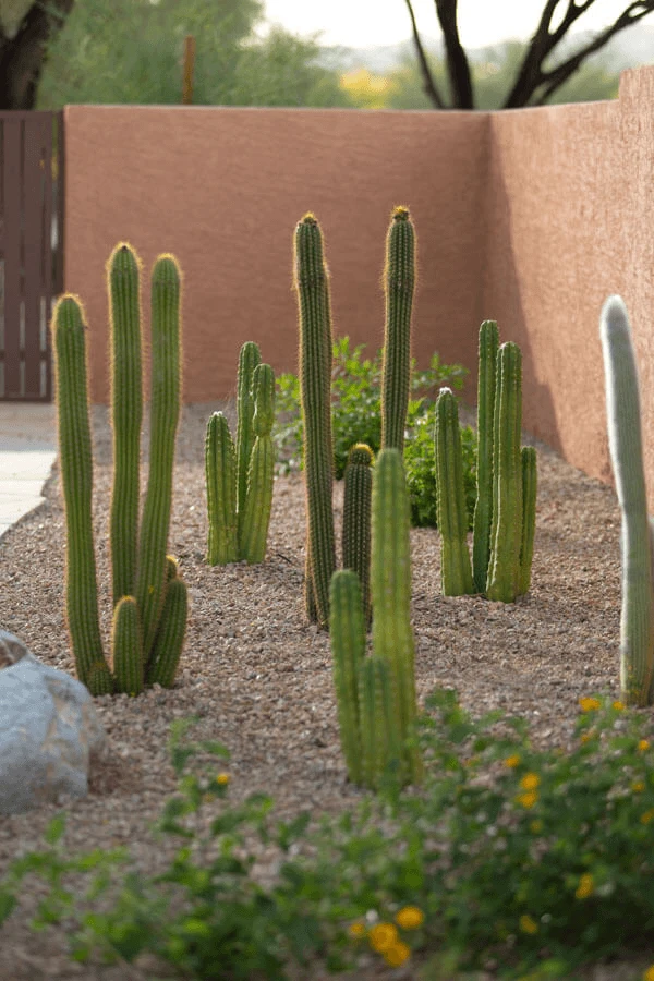 Cactus Garden Closeup