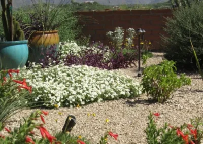 Colorful Desert Flower Garden