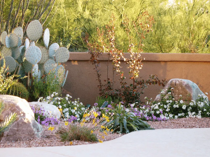 Colorful Desert Flowers