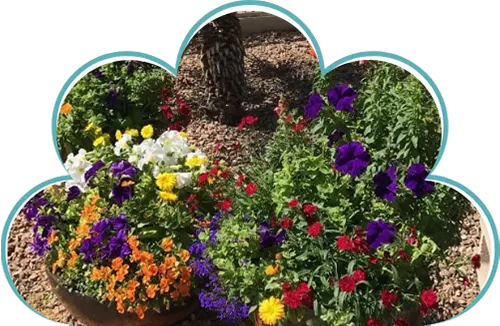 Colorful flowers in pots in desert landscape