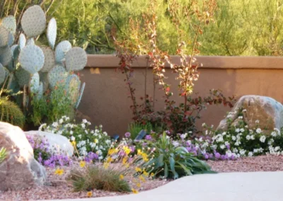 Desert Agave Gravel Landscape