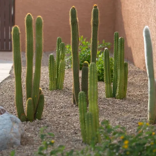 Tall cacti in a desert garden with gravel and a stucco wall. Tall cacti in a desert garden with gravel and a stucco wall.