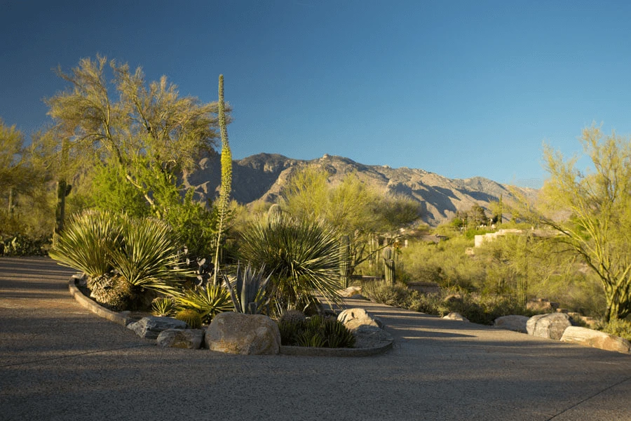 Desert Driveway Landscape