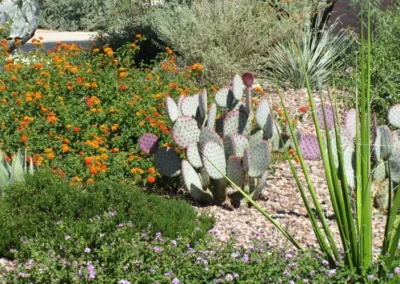 Desert Flower Bed Cactus Landscape